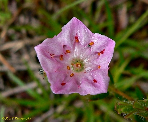 {Kalmia hirsuta}